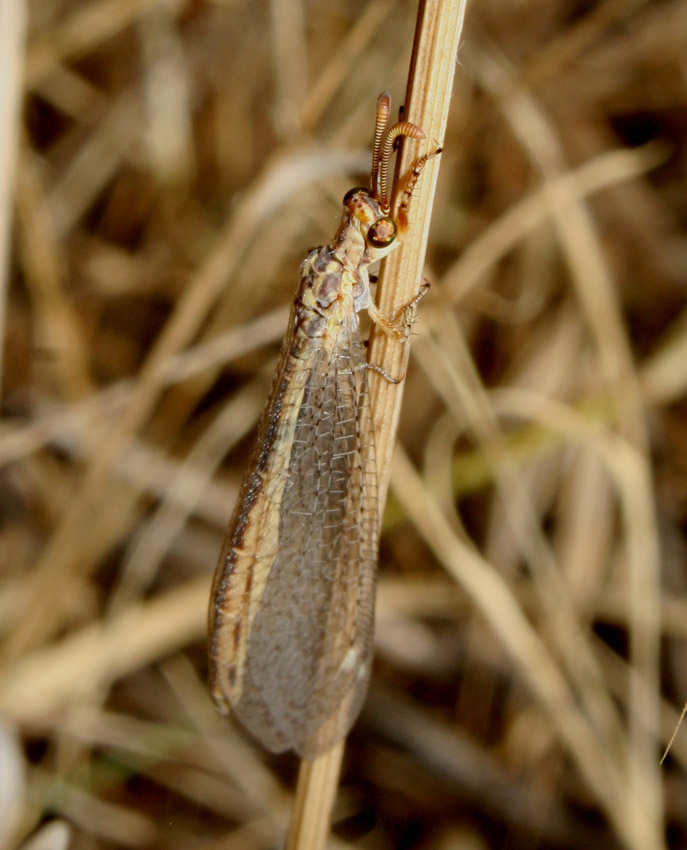 Eccezionale fotografia di Megistopus mirabilis